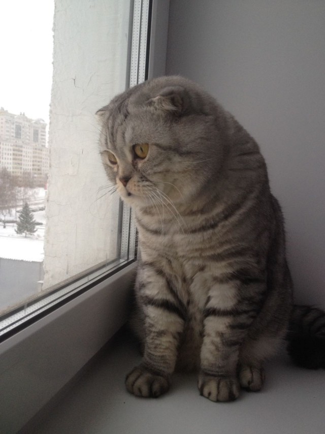 Котовторник 28.02.2017