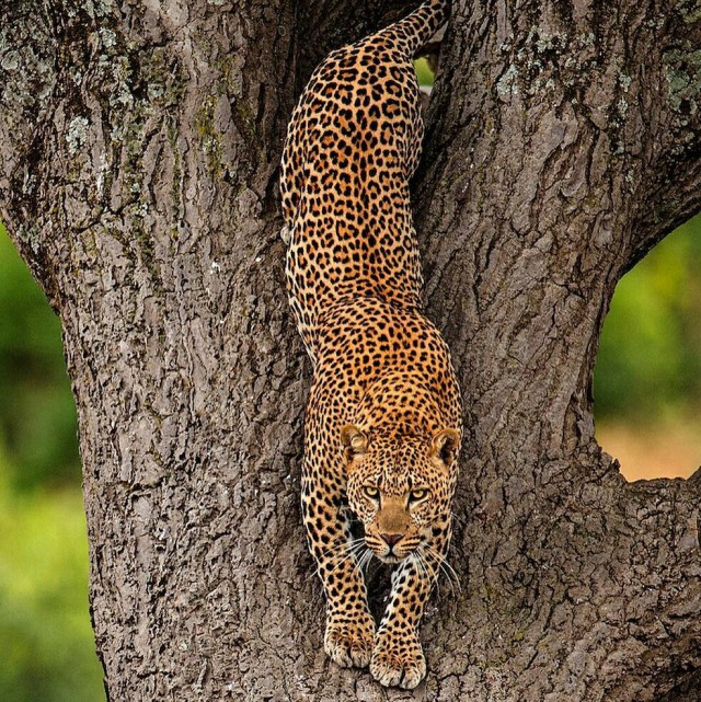 Самые смешные животные