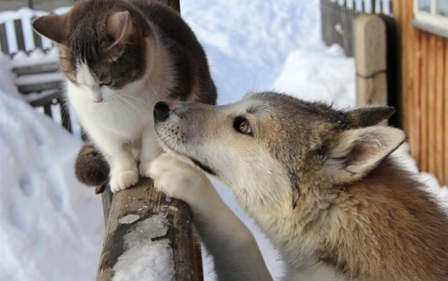 Коты и Кошки