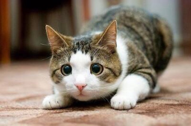 Коты и Кошки