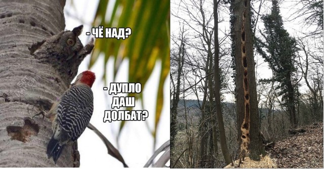 Подборка картинок чисто на поржать 18+
