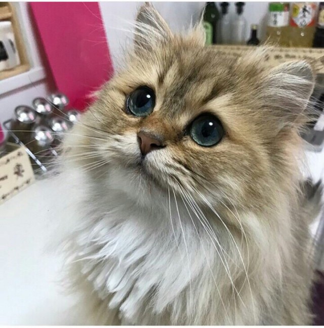 Прикольных котов пост