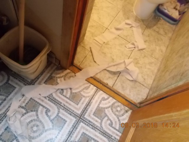 Пользователи сети поделились очередными доказательствами того, что коты — те ещё негодяи