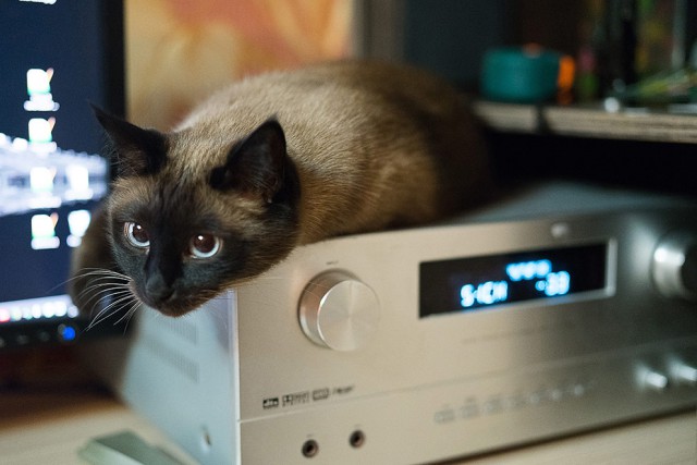 Котовторник