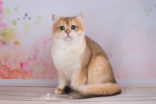 Котовторник 05.06.2018