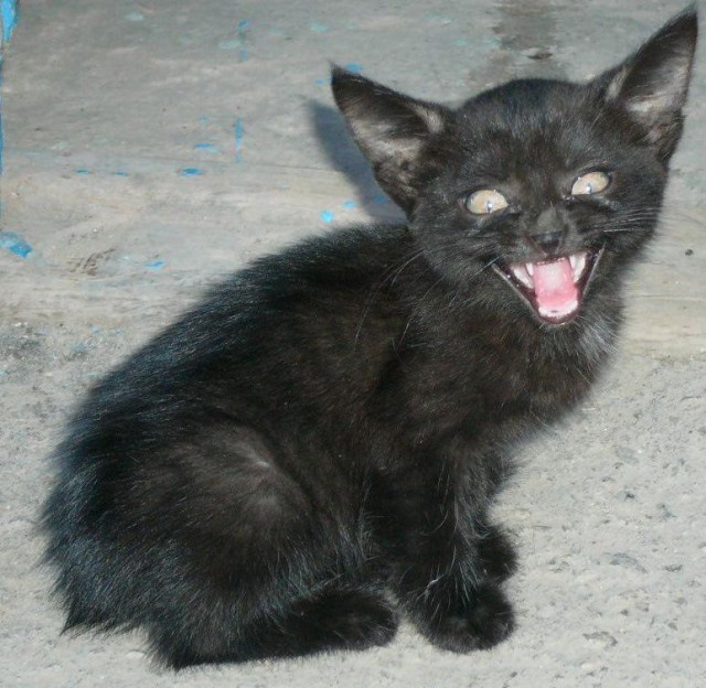 Прикольные коты на среду! ОЧЕНЬ МНОГО!