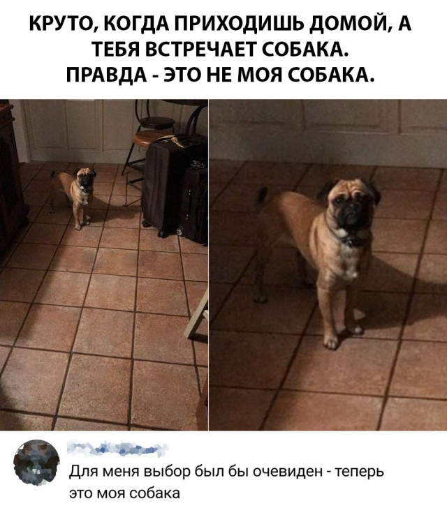 Собака пришла в гости