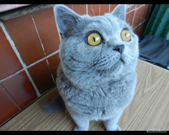 Котовторник!