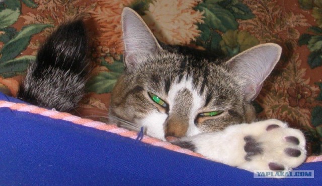 Котовторник, для любителей кошек