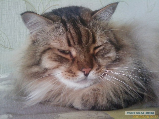 Десантный котовторник