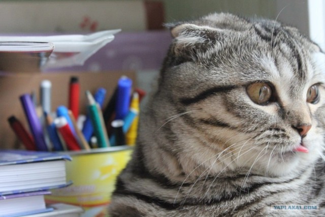 Профессиональный котовторник