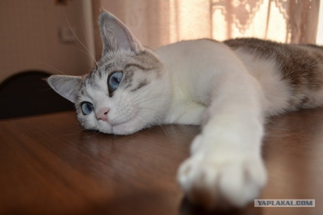 Котовторник! 08.11.11