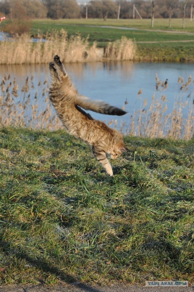 Котовторник 22.11.11