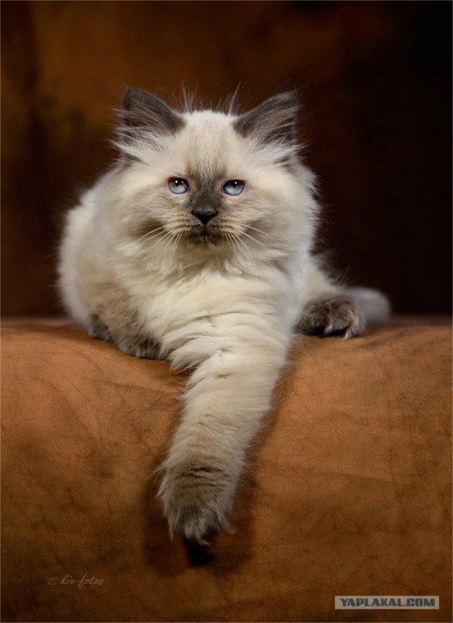Котовторник (24. 01. 2012 )