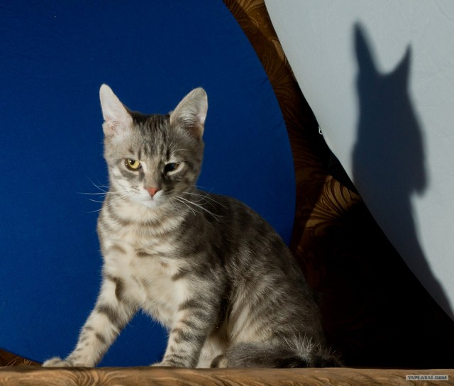 Котовторник (14.02.2012)