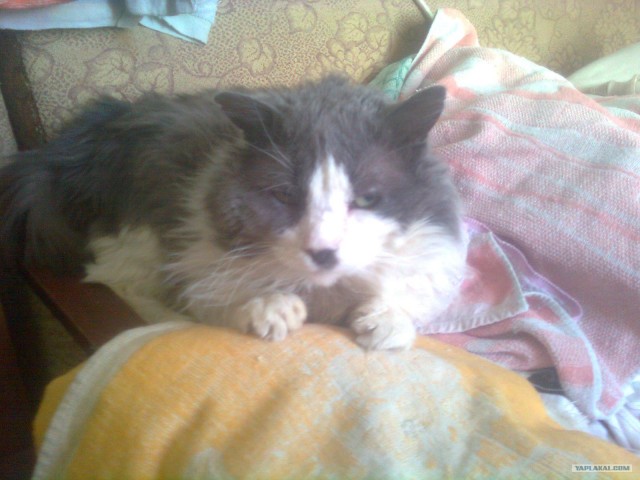 Котовторник! 13.03.2012