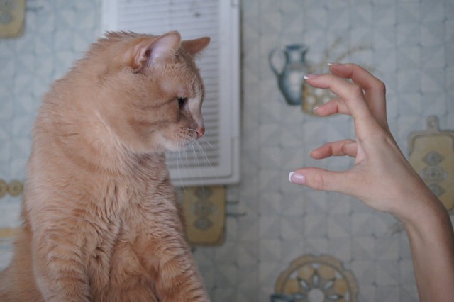 Котовторник 1 мая 2012