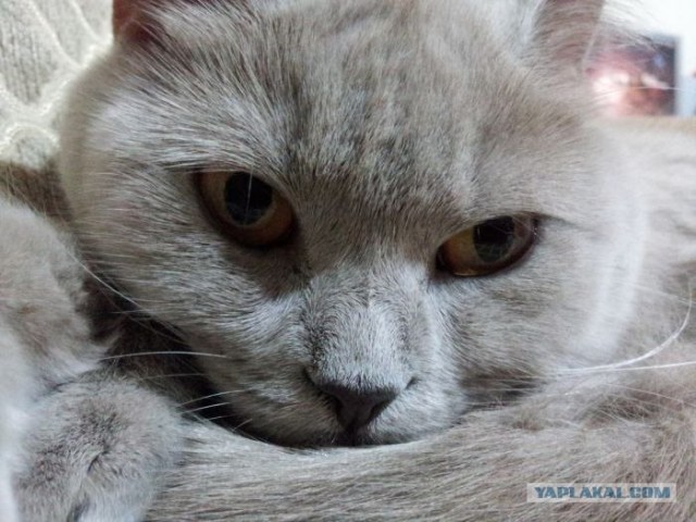 Котовторник   5.06.2012