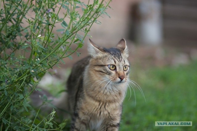 Котовторник 24.07.2012