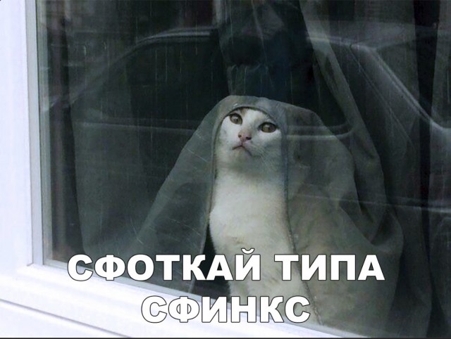Забавные фото котеек