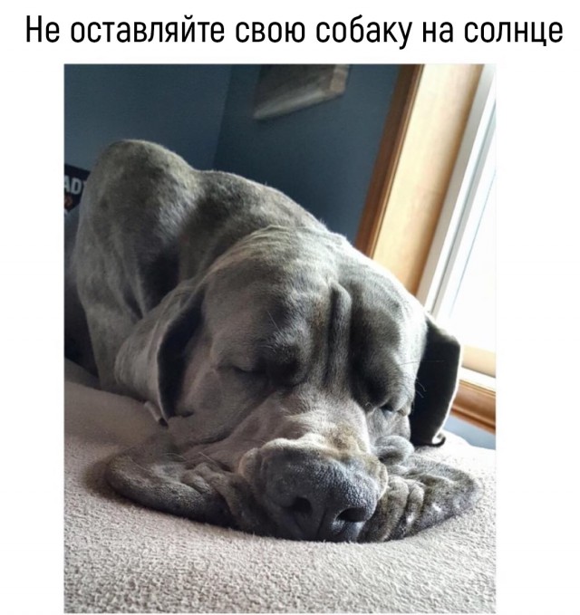 103 картинки для поднятия настроения!