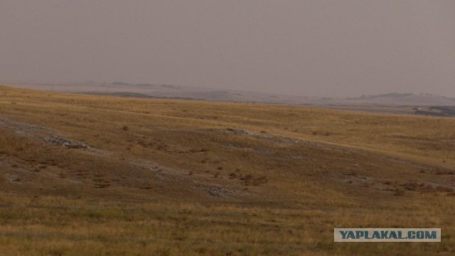 Оренбургские аграрии вырезают молочных коров, чтобы найти деньги на посевную