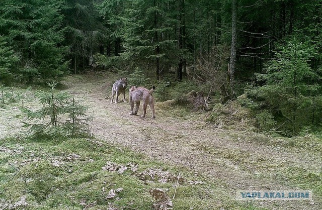 Рысь против волка — кто победит? Фотоловушка в Налибоках сняла драматическую схватку