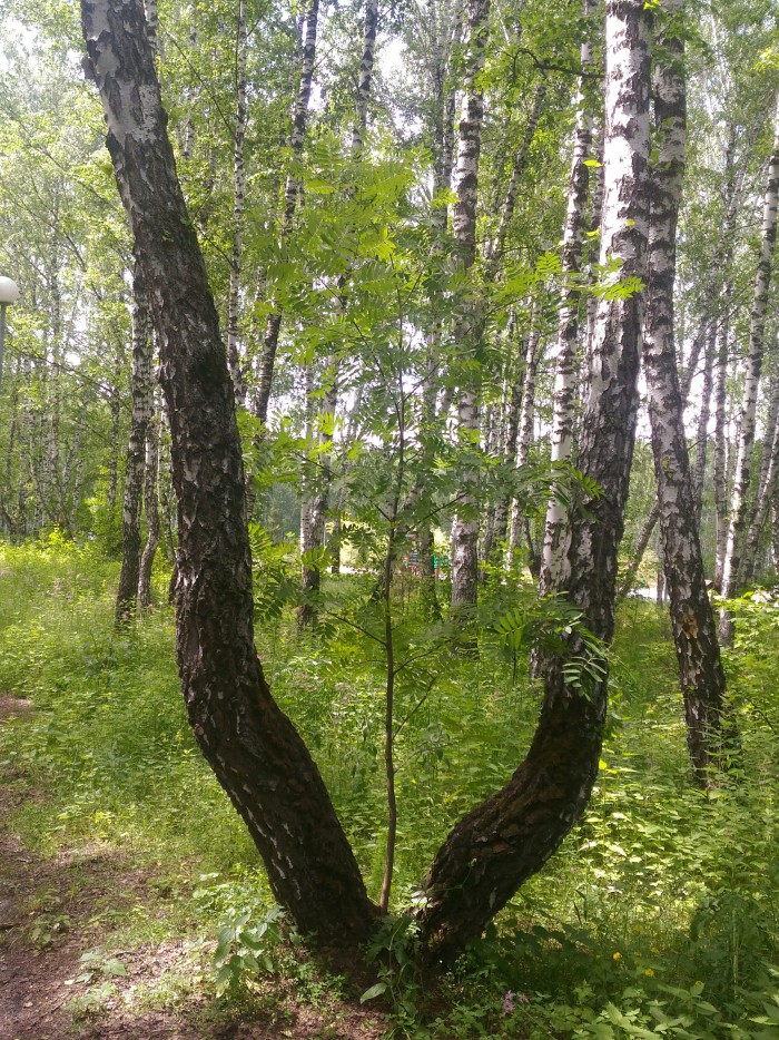 Необычные вещи, которые люди успели  сфотографировать