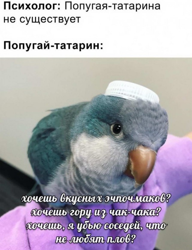 Гуляет Алиса по шахматным клеткам, или шоколадка за нольпятку