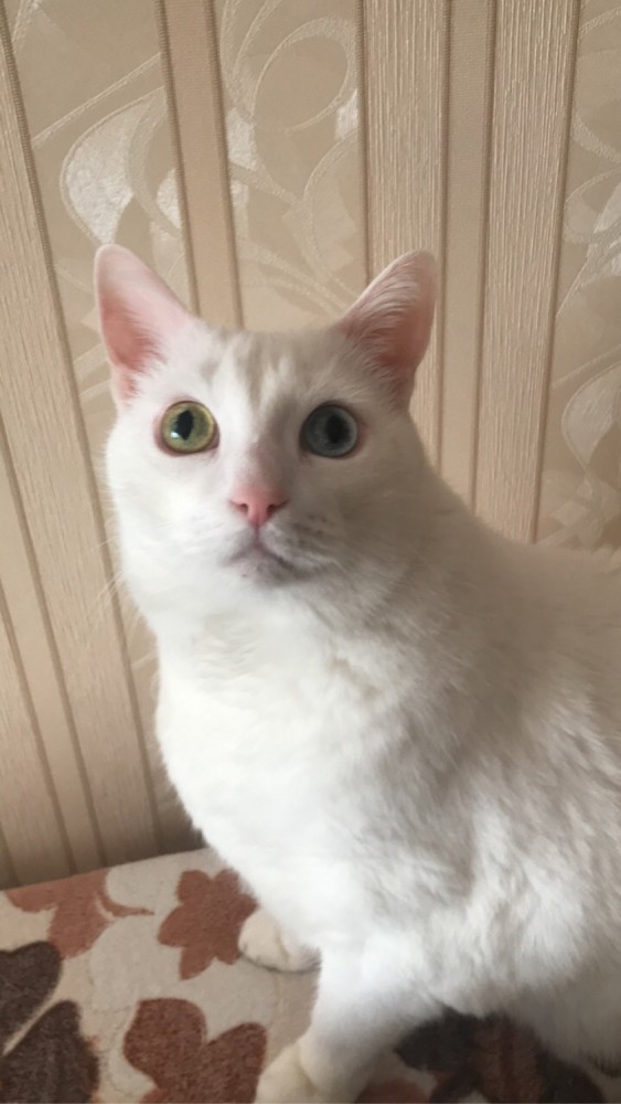 Котейка. Позитива пост. Эволюция?