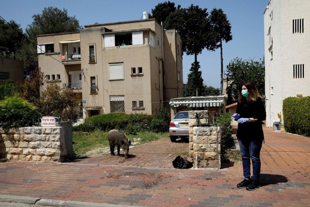 Улицы Израиля заполонили дикие кабаны