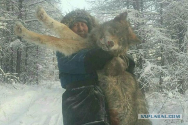 Величественные обитатели лесов и чащ