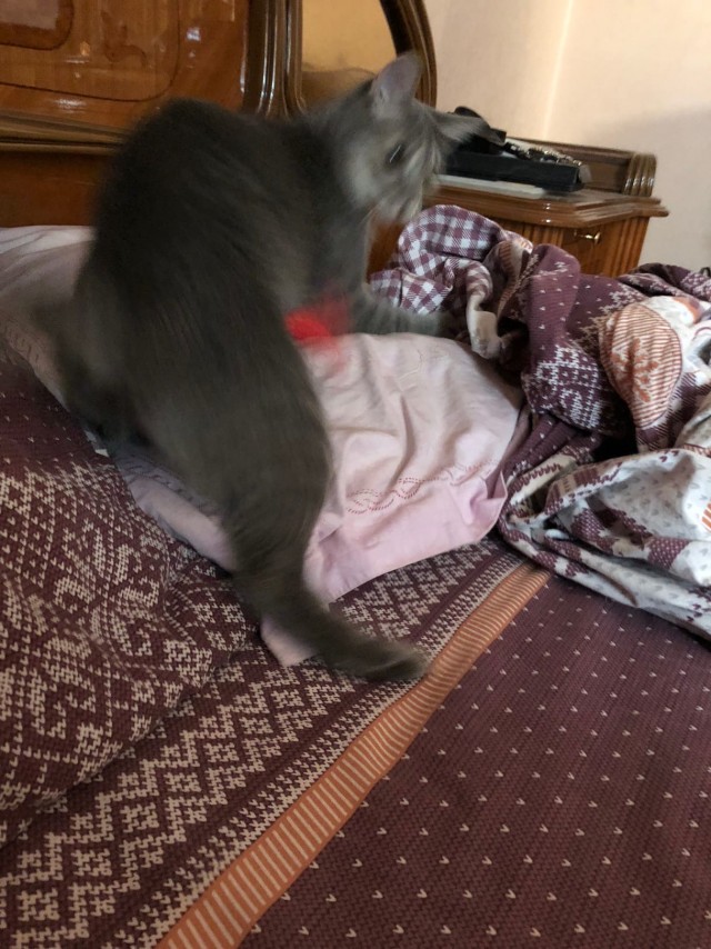 Эти забавные животные