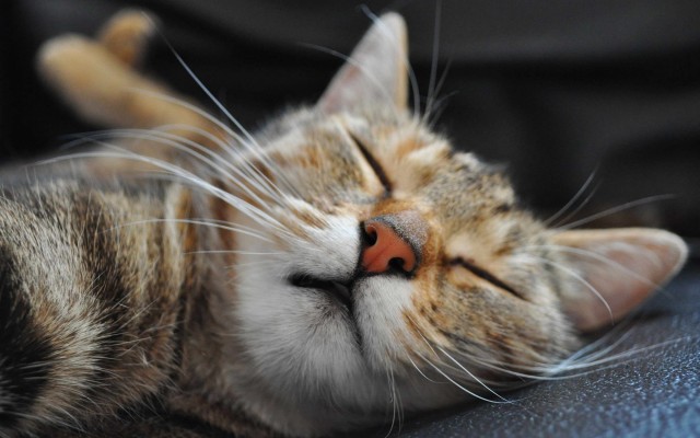 Котовторник