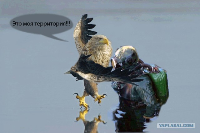 Суровый орел
