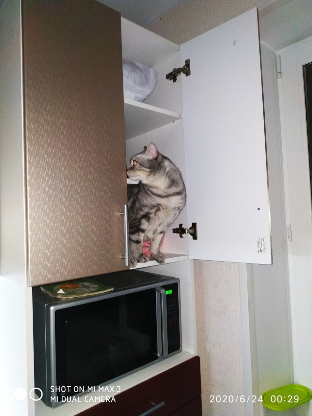 Картинки на котовторник 1.09.20