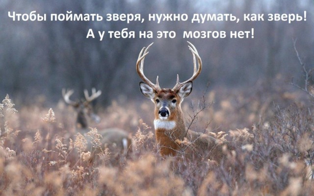 Не стреляй? Или немного мыслей молодого охотника