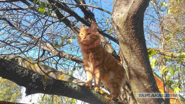 Про кота и питомца