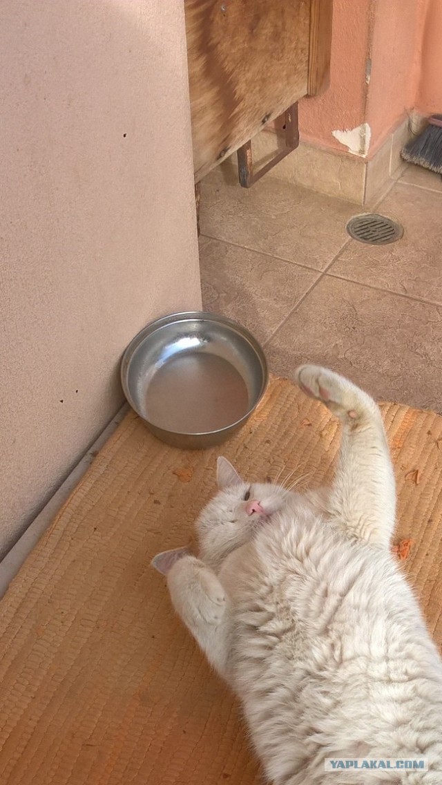 Котовторник. Добавляйте своих