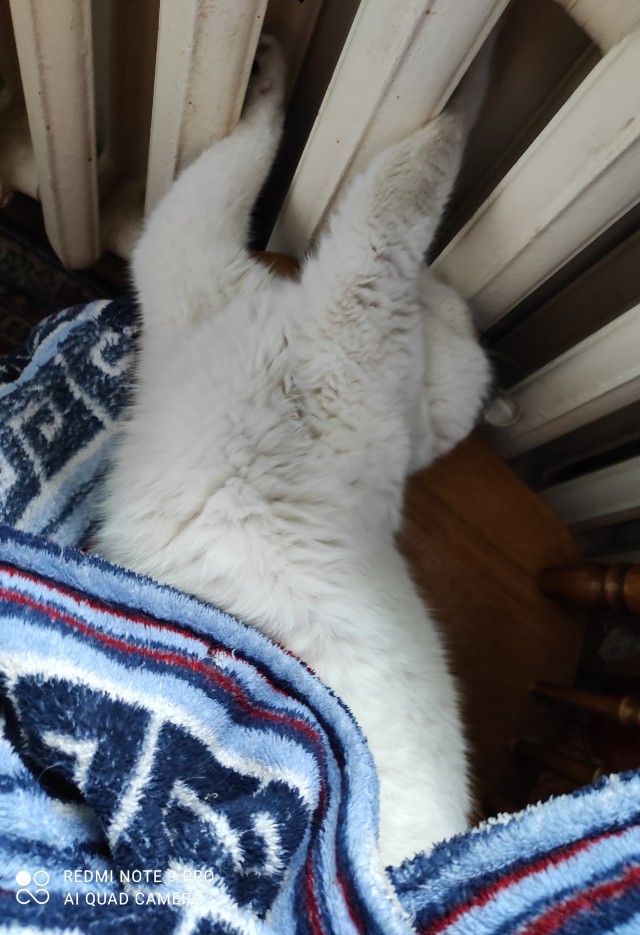 Котовторник 09.02.21. Свежие котики от Нарвского.