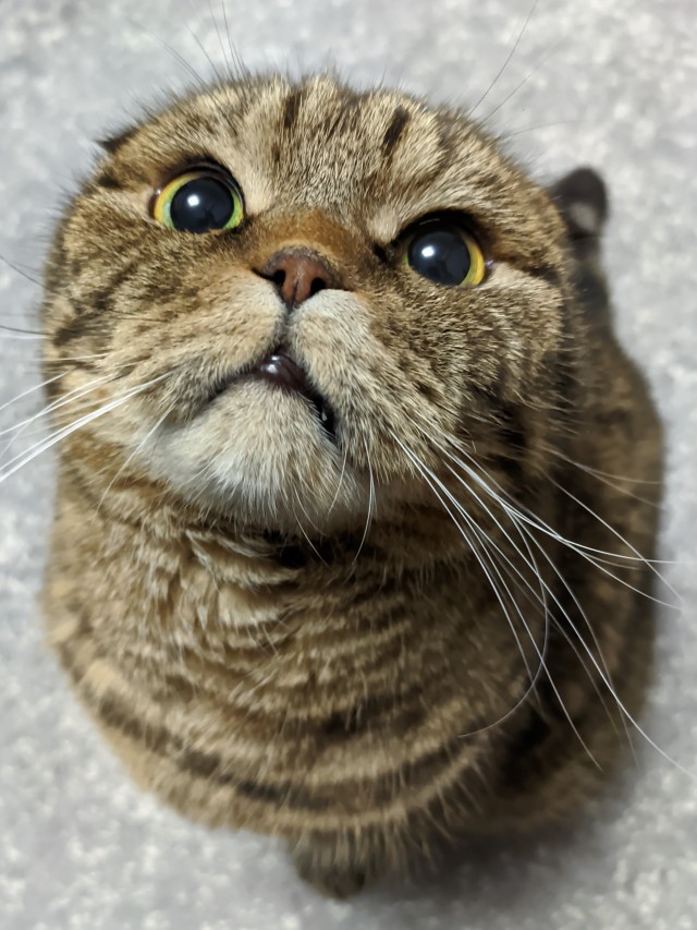 А котовторник уже начался?
