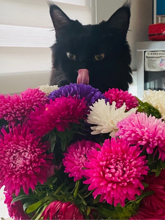 Котовторник 28.09.21