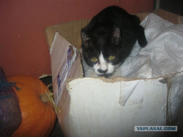 Жизнь домашнего приюта для котеек 369