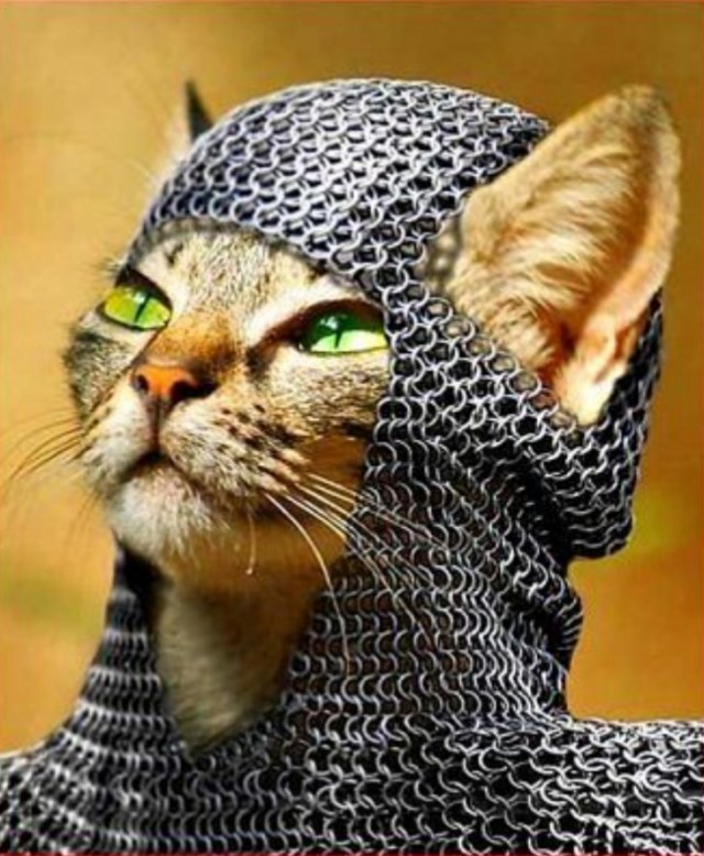 Как защитить кота?!