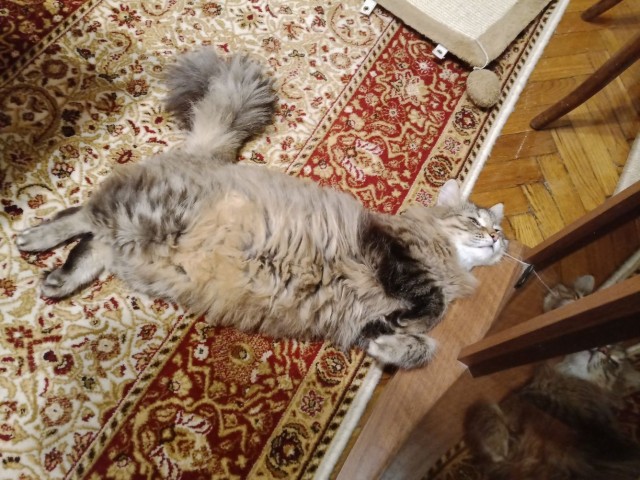 Котовторник. Немного сицилийских котов.