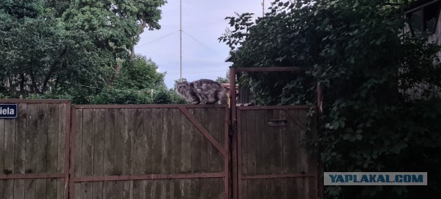 Ура! Котовторник.