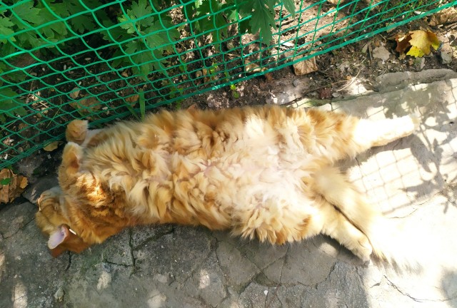 Котовторник 1.11.22