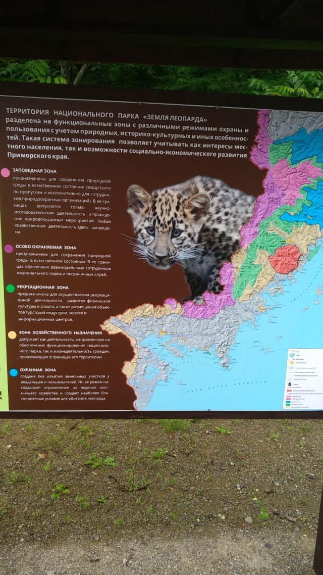 Дальневосточный леопард