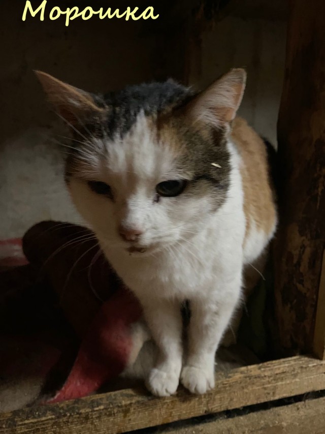 Жизнь домашнего приюта "Котоленд" 365