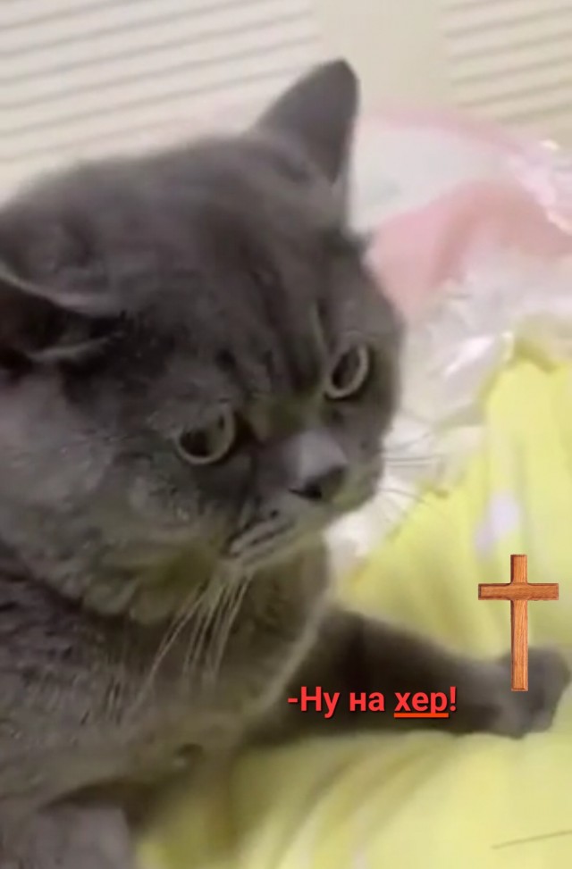 Это что за ежа шерстяного вы мне подсунули?
